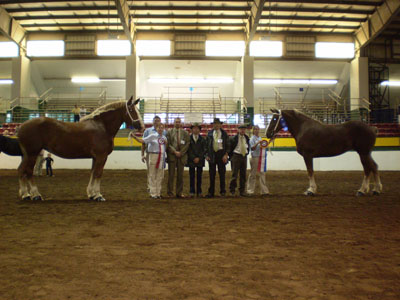 ‘Jury, met winnende paarden’: De 3 juryleden samen met de door hen verkozen kampioenen en de organisatoren van de North-Carolina State fair