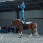 Hengstenkeuring Vlaams Paard op zondag 05 maart 14u30